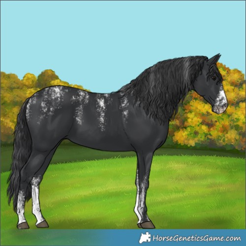 Horse Color:Powder White Black 