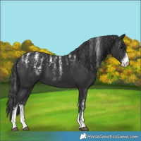 Horse Color:Powder White Black 