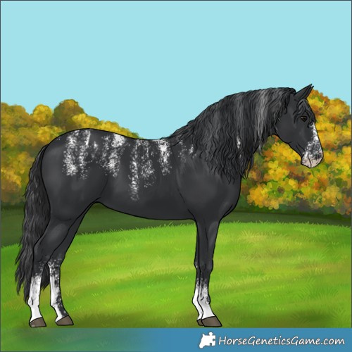 Horse Color:Powder White Black 
