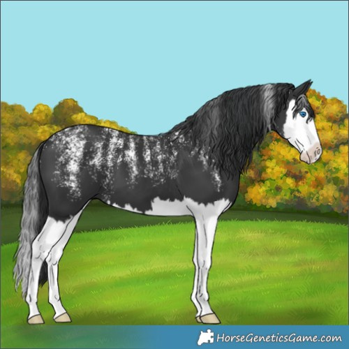 Horse Color:Powder White Black Splash