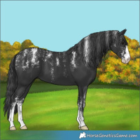 Horse Color:Powder White Black 