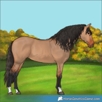 Horse Color:Bay Dun 