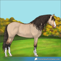 Horse Color:Bay Dun
