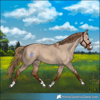 Horse Color:Red Dun 