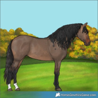 Horse Color:Brown Dun 