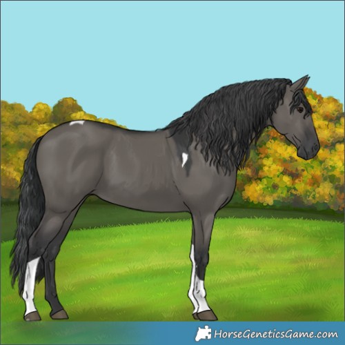 Horse Color:Grullo Tobiano