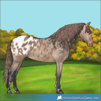 Horse Color:Bay Dun Appaloosa 