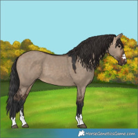 Horse Color:Brown Dun