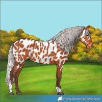Horse Color:Silver Bay Tobiano Appaloosa 