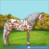 Horse Color:Silver Bay Tobiano Near Leopard
