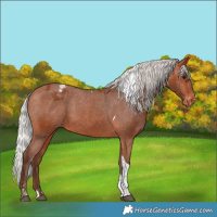 Horse Color:Silver Bay Tobiano Blanket 