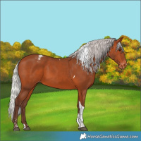 Horse Color:Silver Bay Tobiano Appaloosa 