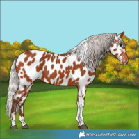 Horse Color:Silver Bay Tobiano Near Leopard