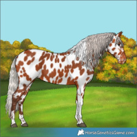 Horse Color:Silver Bay Tobiano Appaloosa 