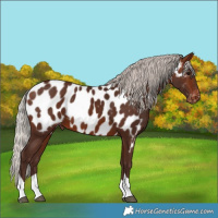 Horse Color:Silver Brown Tobiano Near Leopard 