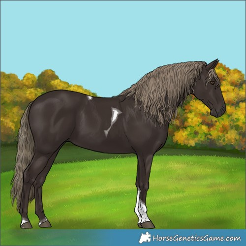 Horse Color:Liver Chestnut Tobiano 