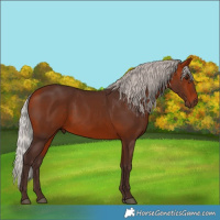 Horse Color:Silver Bay 