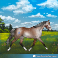 Horse Color:Gray Bay