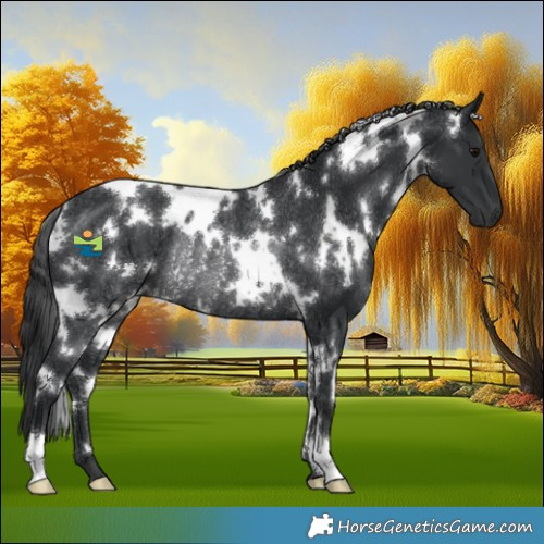 Horse Color:White Spotted Black Rabicano 