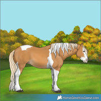 Horse Color:Palomino Splash Tobiano 