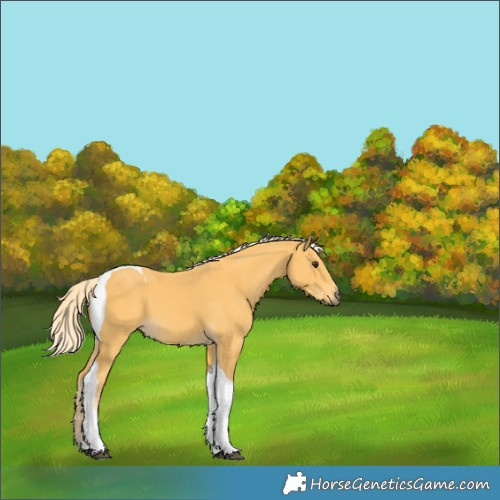 Horse Color:Palomino Tobiano