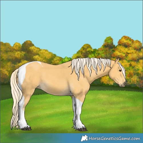 Horse Color:Palomino Tobiano 