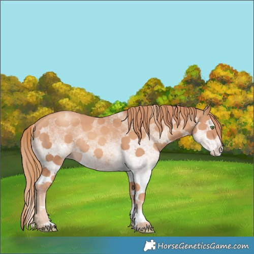 Horse Color:White Spotted Gold Champagne Rabicano 