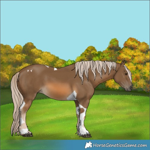 Horse Color:Chocolate Palomino Tobiano 