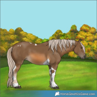 Horse Color:Chocolate Palomino Tobiano 