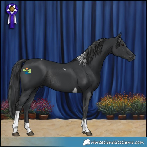 Horse Color:Black Tobiano Rabicano 
