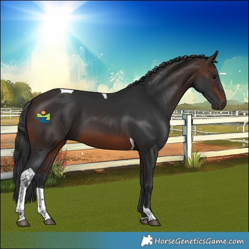 Horse Color:Brown Tobiano 