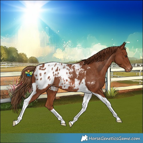 Horse Color:Chestnut Tobiano Blanket Rabicano 