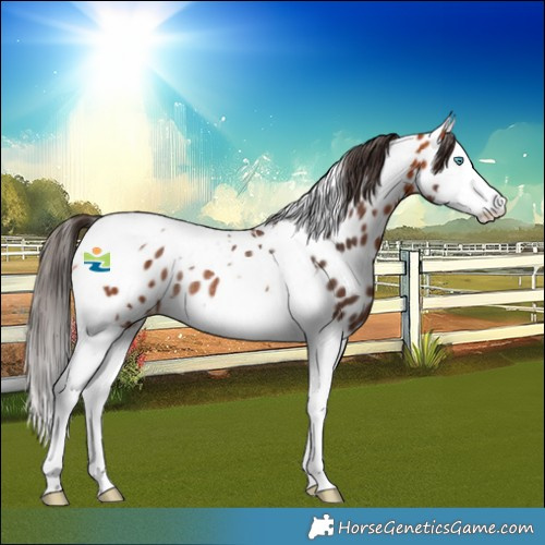 Horse Color:Bay Splash Tobiano Near Leopard Rabicano 