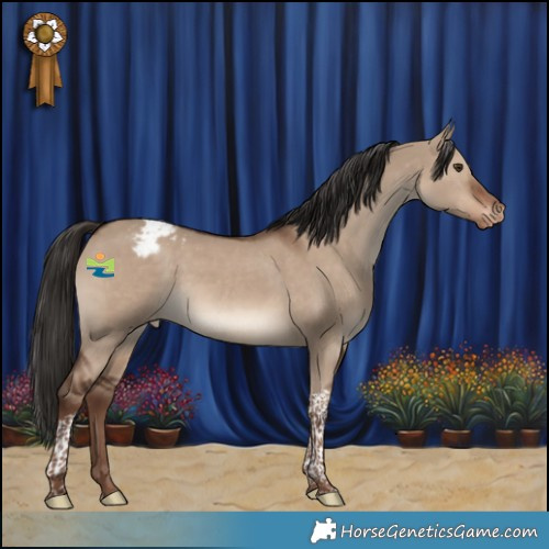 Horse Color:Liver Red Dun Tobiano Appaloosa 
