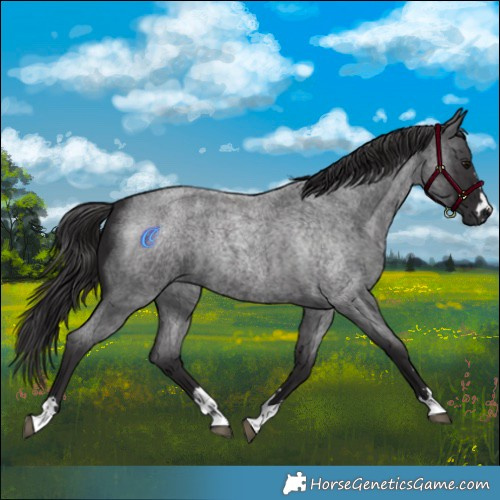 Horse Color:Smoky Blue Roan 