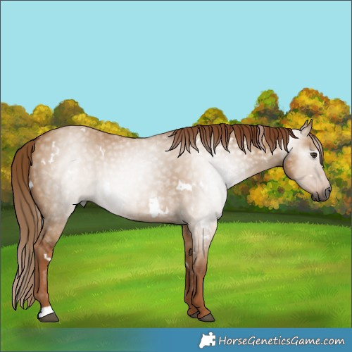 Horse Color:Gray White Spotted Red Dun 