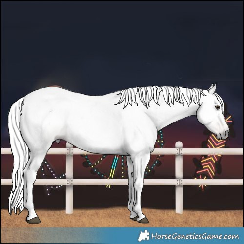 Horse Color:Gray White Spotted Red Dun 