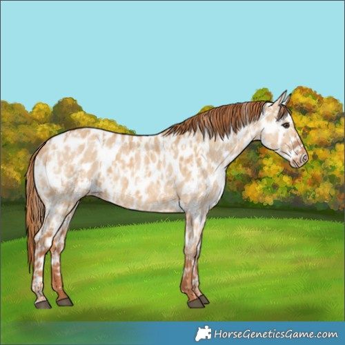 Horse Color:Red Dun Appaloosa  and Red Dun Appaloosa 