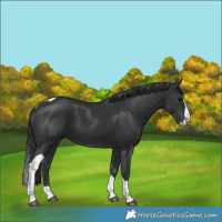 Horse Color:Black Splash Tobiano