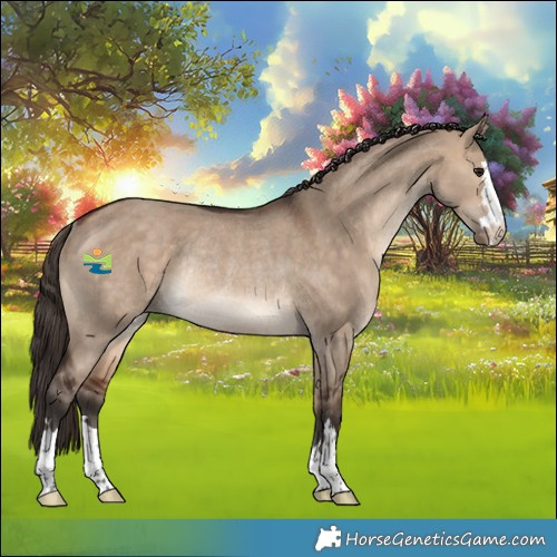 Horse Color:Bay Dun Appaloosa Rabicano 