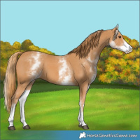 Horse Color:White Spotted Chestnut 