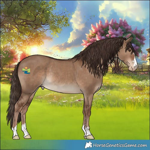 Horse Color:Liver Red Dun Appaloosa Rabicano