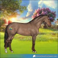 Horse Color:Liver Red Dun Rabicano 