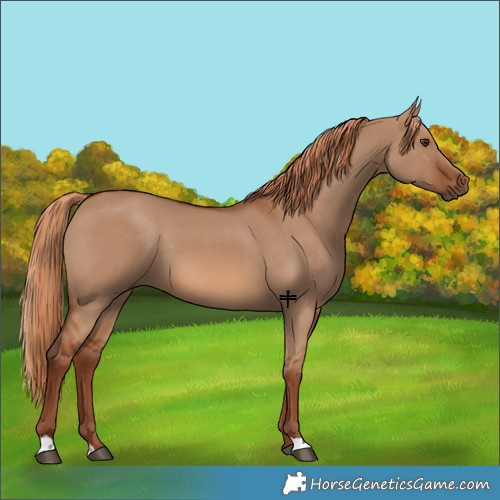 Horse Color:Red Dun 