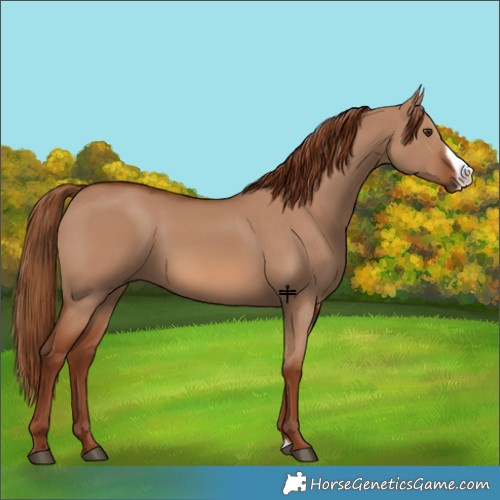 Horse Color:Red Dun Frame 