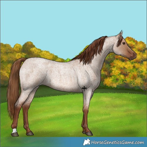 Horse Color:Red Dun Roan 