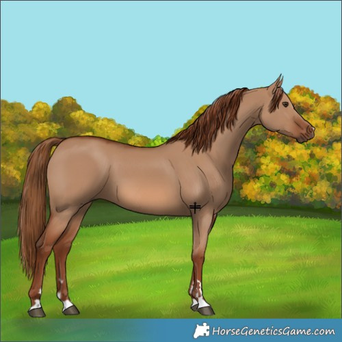 Horse Color:Red Dun 