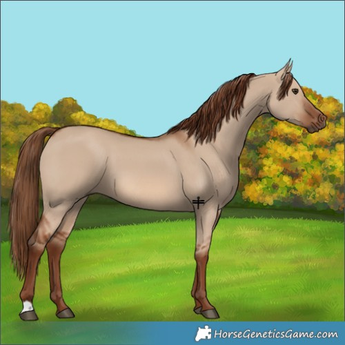 Horse Color:Red Dun 