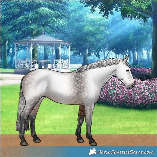 Horse Color:Gray Bay 