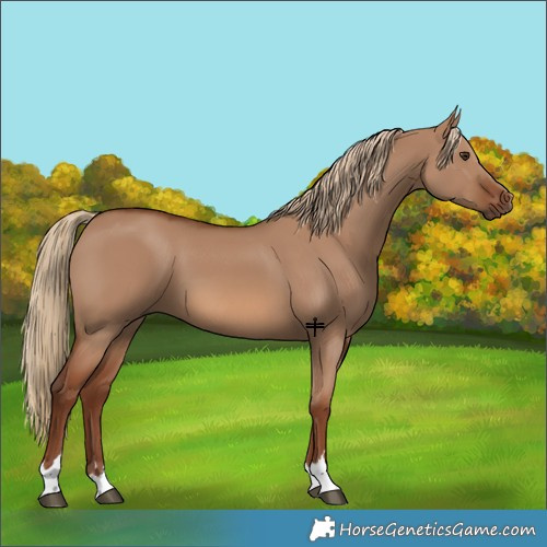 Horse Color:Red Dun 
